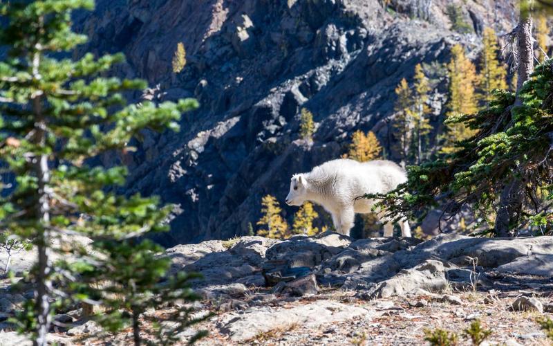 Download an Entire Website with HTTrack: A Step-by-Step Guide