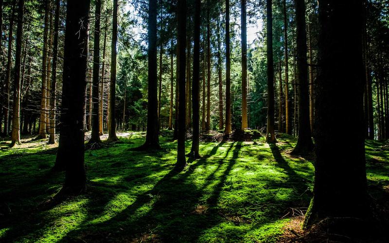 Obsidian vs Logseq: The Ultimate Showdown for Private Note-Taking