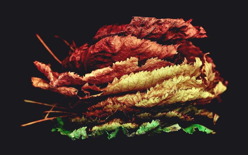 Streamline Your Job Search: How to Automate with Python & Local LLMs